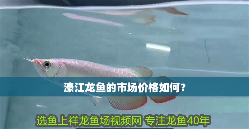 濠江龍魚的市場價格如何？