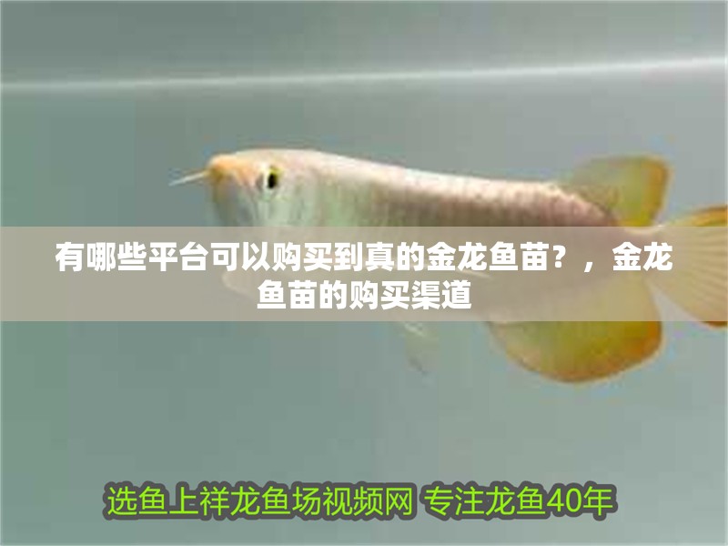 有哪些平臺可以購買到真的金龍魚苗？，金龍魚苗的購買渠道