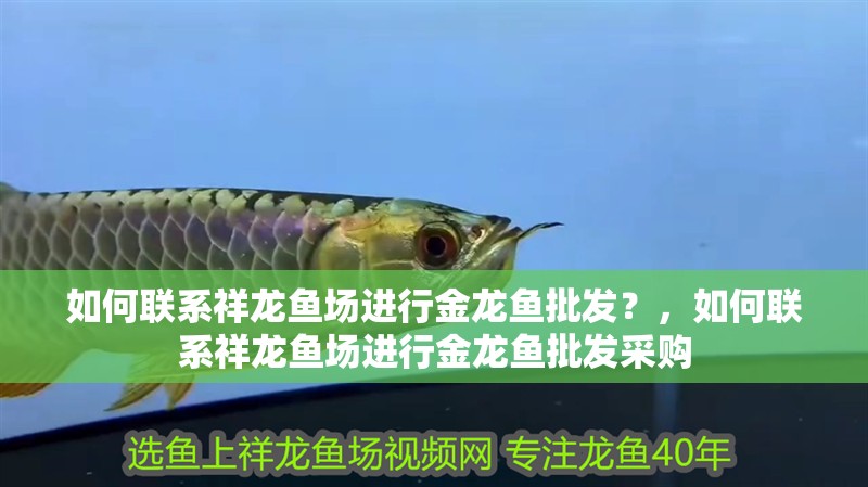 如何聯系祥龍魚場進行金龍魚批發？，如何聯系祥龍魚場進行金龍魚批發采購