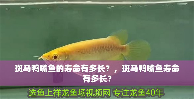 斑馬鴨嘴魚的壽命有多長？，斑馬鴨嘴魚壽命有多長？