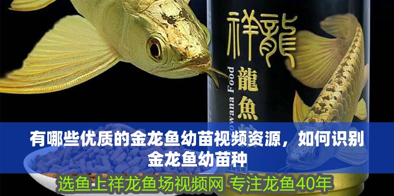 有哪些優質的金龍魚幼苗視頻資源，如何識別金龍魚幼苗種