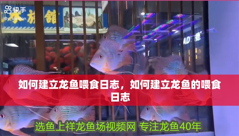 如何建立龍魚(yú)喂食日志，如何建立龍魚(yú)的喂食日志