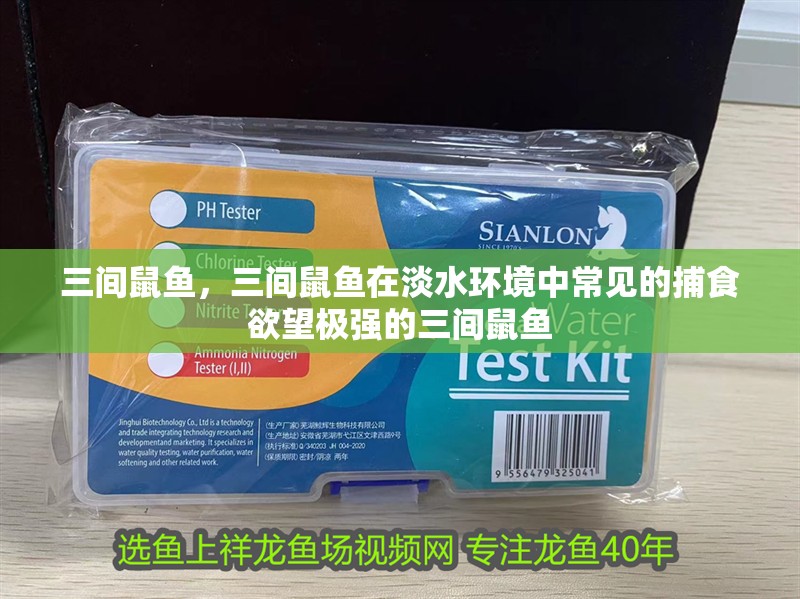 三間鼠魚，三間鼠魚在淡水環(huán)境中常見的捕食欲望極強(qiáng)的三間鼠魚