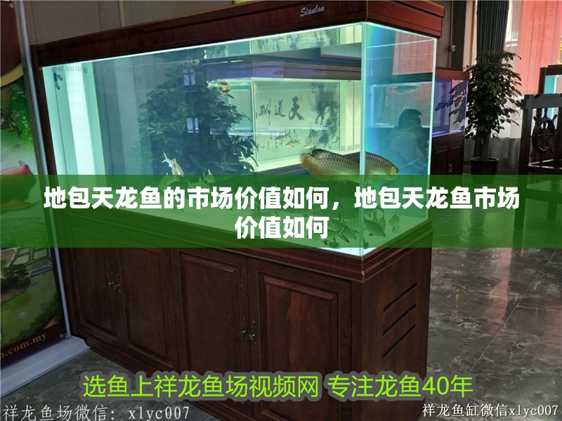 地包天龍魚的市場價值如何，地包天龍魚市場價值如何