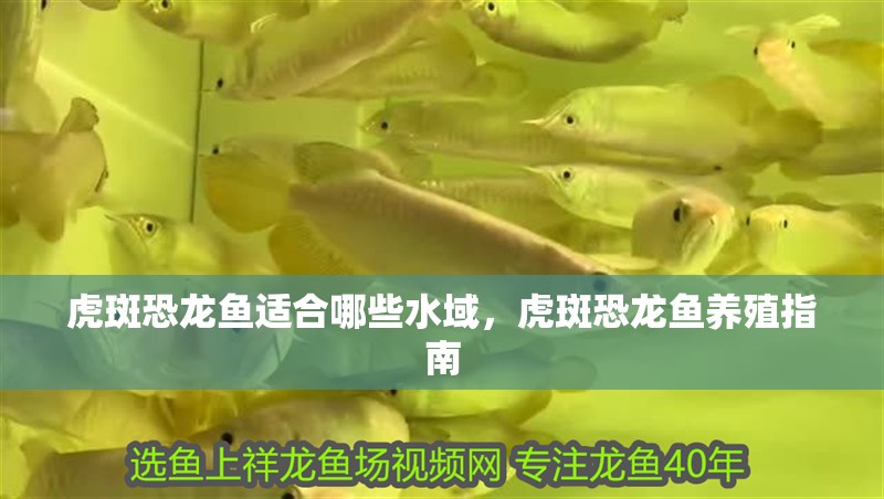 虎斑恐龍魚適合哪些水域，虎斑恐龍魚養殖指南