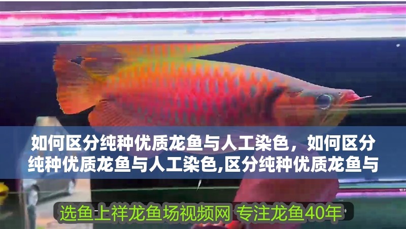 如何區(qū)分純種優(yōu)質(zhì)龍魚與人工染色，如何區(qū)分純種優(yōu)質(zhì)龍魚與人工染色,區(qū)分純種優(yōu)質(zhì)龍魚與人工染色