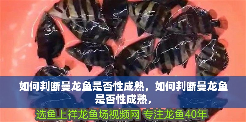如何判斷曼龍魚是否性成熟，如何判斷曼龍魚是否性成熟，