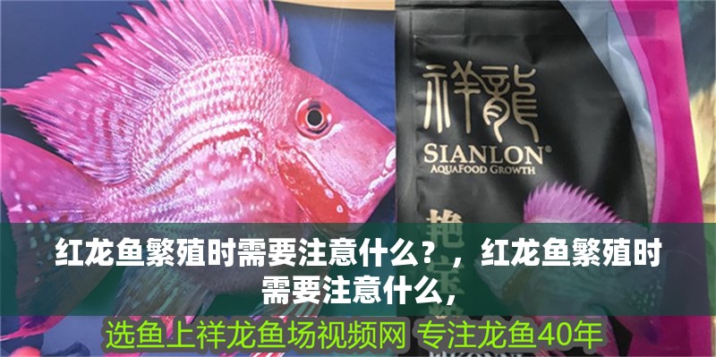 紅龍魚繁殖時需要注意什么？，紅龍魚繁殖時需要注意什么，