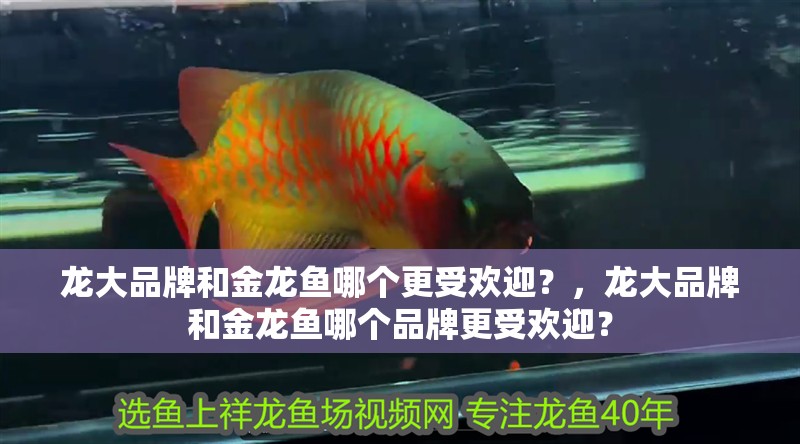 龍大品牌和金龍魚哪個更受歡迎？，龍大品牌和金龍魚哪個品牌更受歡迎？