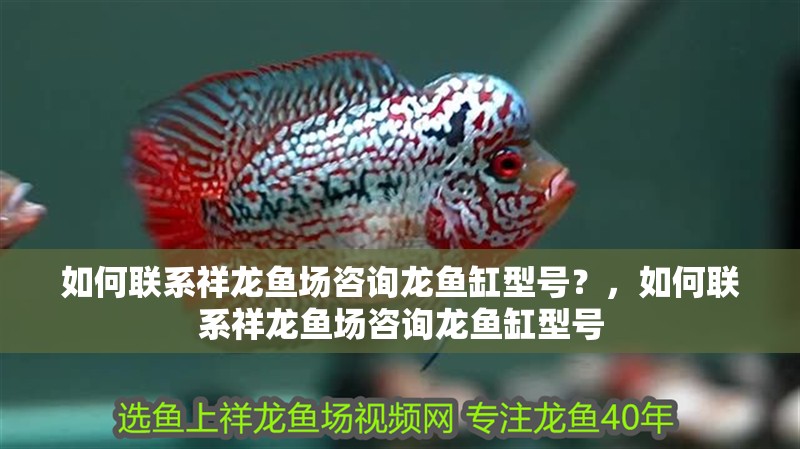 如何聯系祥龍魚場咨詢龍魚缸型號？，如何聯系祥龍魚場咨詢龍魚缸型號