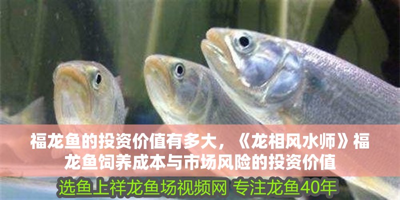 福龍魚的投資價值有多大，《龍相風水師》福龍魚飼養成本與市場風險的投資價值