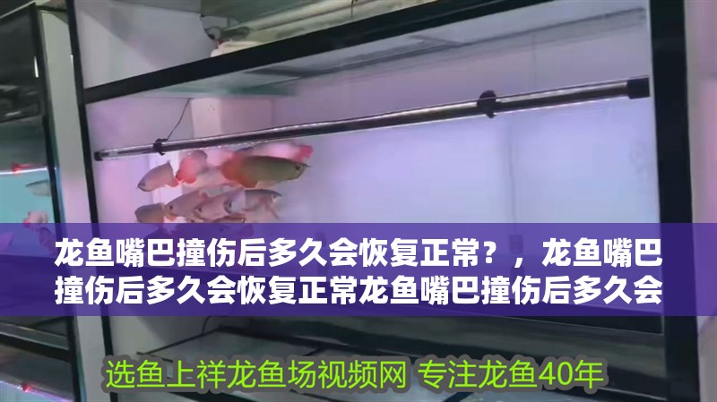 龍魚嘴巴撞傷后多久會恢復正常？，龍魚嘴巴撞傷后多久會恢復正常龍魚嘴巴撞傷后多久會開口