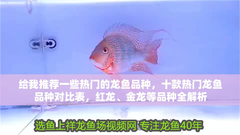 給我推薦一些熱門的龍魚品種，十款熱門龍魚品種對比表，紅龍、金龍等品種全解析