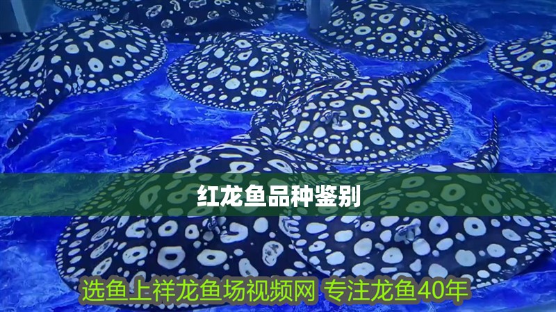 紅龍魚品種鑒別