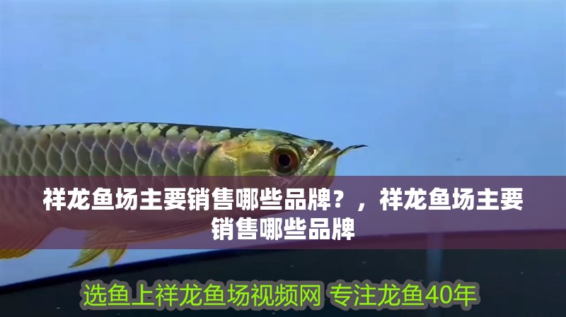 祥龍魚場主要銷售哪些品牌？，祥龍魚場主要銷售哪些品牌