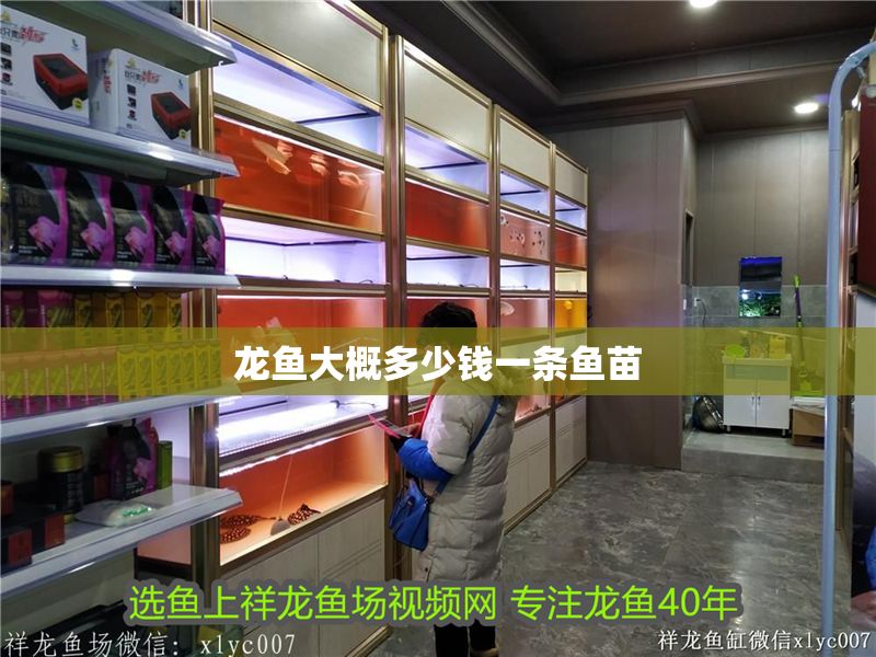 龍魚大概多少錢一條魚苗 龍魚大概多少錢一條魚苗 龍魚百科 第2張