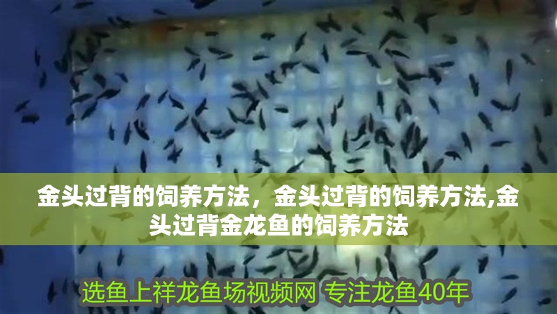 金頭過背的飼養(yǎng)方法，金頭過背的飼養(yǎng)方法,金頭過背金龍魚的飼養(yǎng)方法