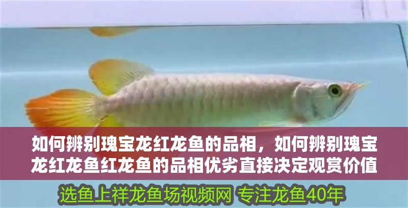 如何辨別瑰寶龍紅龍魚的品相，如何辨別瑰寶龍紅龍魚紅龍魚的品相優(yōu)劣直接決定觀賞價(jià)值