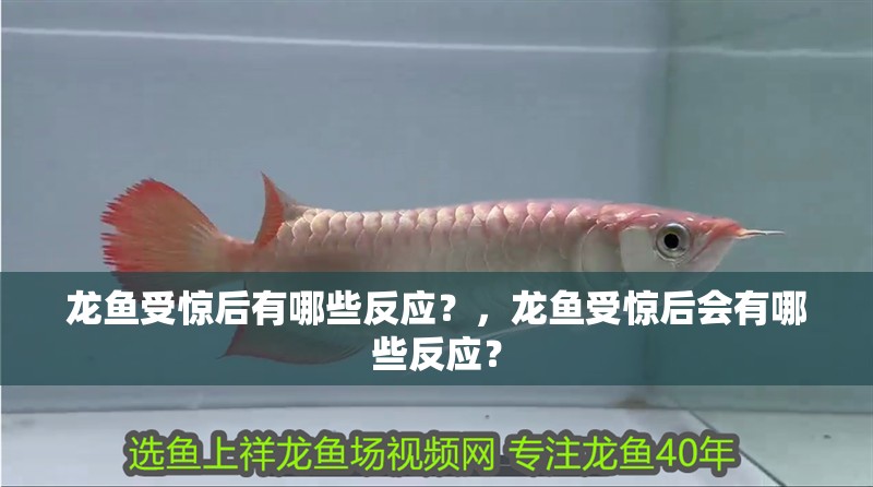 龍魚受驚后有哪些反應？，龍魚受驚后會有哪些反應？