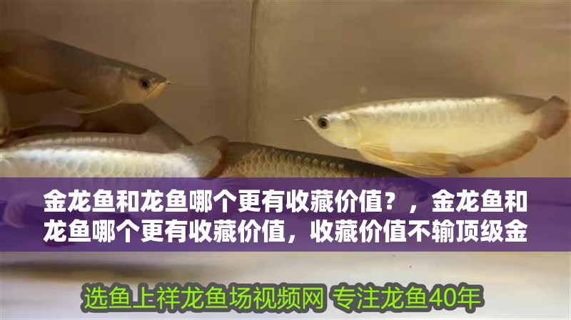 金龍魚和龍魚哪個更有收藏價值？，金龍魚和龍魚哪個更有收藏價值，收藏價值不輸頂級金龍魚