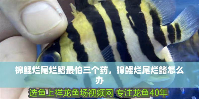 錦鯉爛尾爛鰭最怕三個藥，錦鯉爛尾爛鰭怎么辦