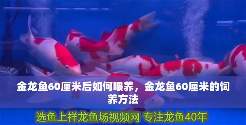 金龍魚60厘米后如何喂養(yǎng)，金龍魚60厘米的飼養(yǎng)方法