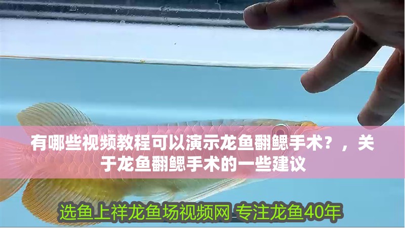 有哪些視頻教程可以演示龍魚翻鰓手術？，關于龍魚翻鰓手術的一些建議