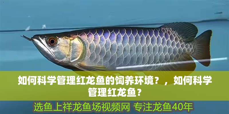 如何科學管理紅龍魚的飼養環境？，如何科學管理紅龍魚？