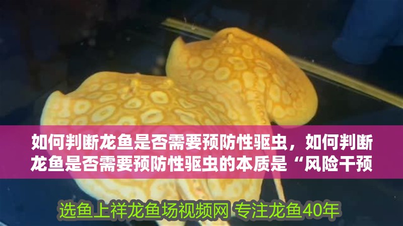 如何判斷龍魚是否需要預防性驅蟲，如何判斷龍魚是否需要預防性驅蟲的本質是“風險干預”