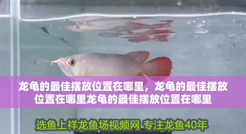 如何判斷魚缸是否需要增氧？