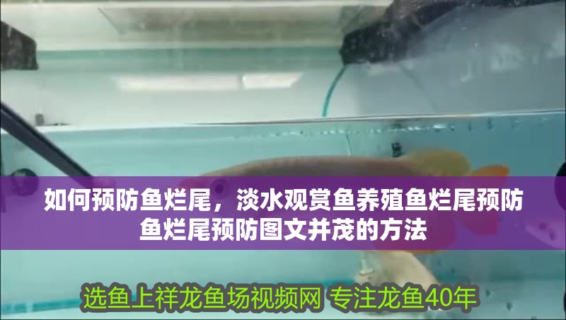 如何預防魚爛尾，淡水觀賞魚養殖魚爛尾預防魚爛尾預防圖文并茂的方法