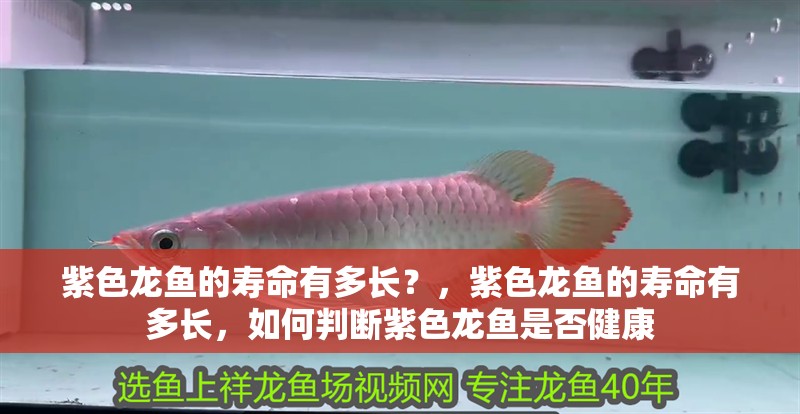 紫色龍魚的壽命有多長？，紫色龍魚的壽命有多長，如何判斷紫色龍魚是否健康