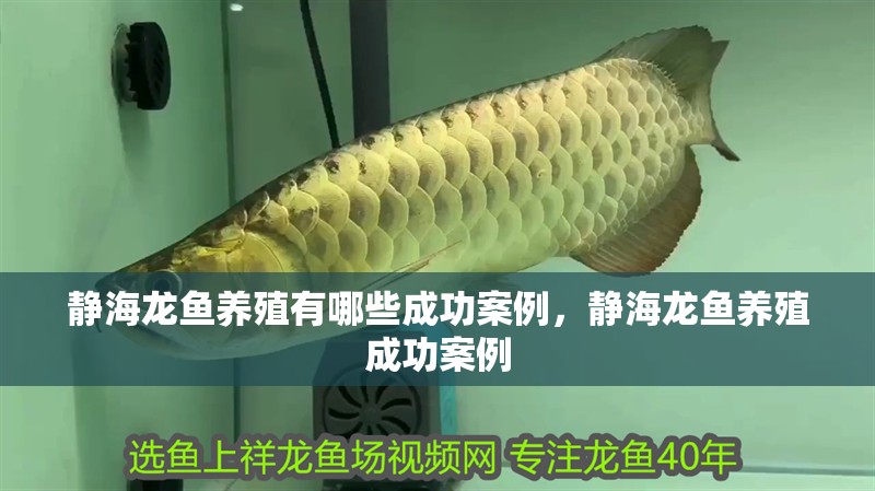 靜海龍魚養殖有哪些成功案例，靜海龍魚養殖成功案例