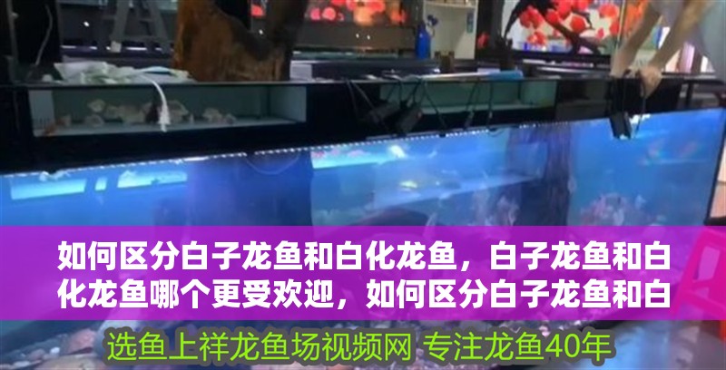龍魚須子不直會自行恢復嗎？，龍魚的須子不直會自行恢復嗎？