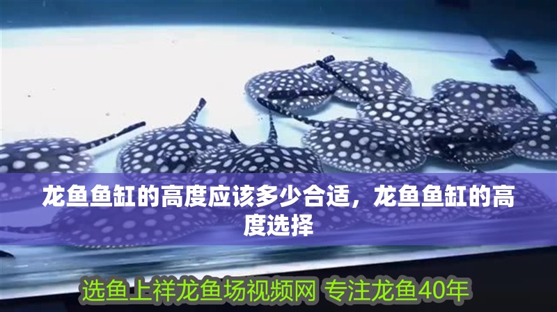 龍魚魚缸的高度應該多少合適，龍魚魚缸的高度選擇