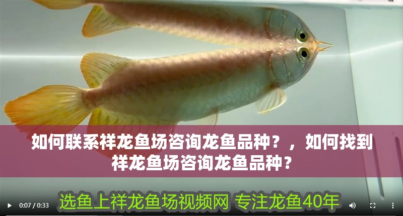 如何聯(lián)系祥龍魚場咨詢龍魚品種？，如何找到祥龍魚場咨詢龍魚品種？