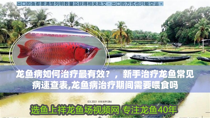 龍魚病如何治療最有效？，新手治療龍魚常見病速查表,龍魚病治療期間需要喂食嗎