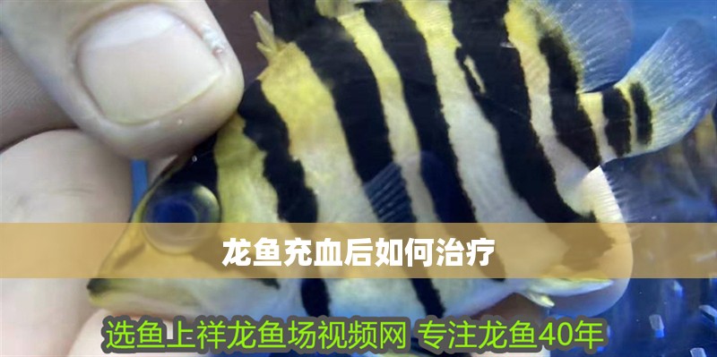 龍魚充血后如何治療