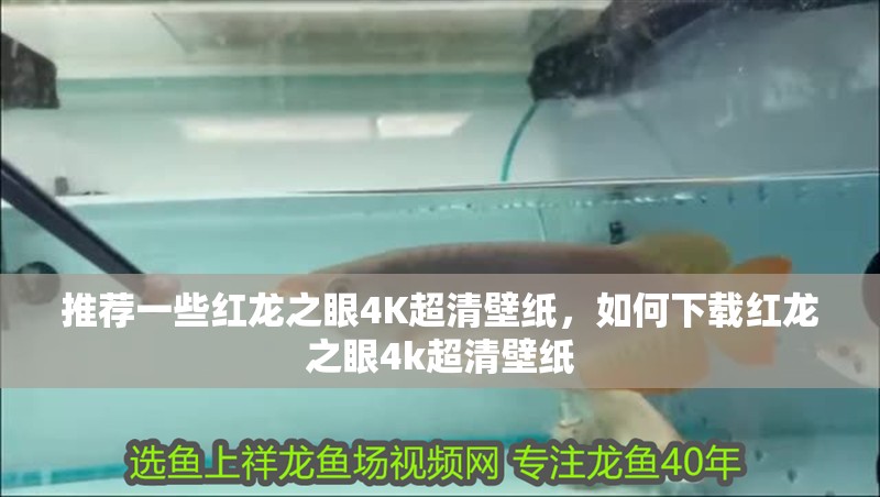 推薦一些紅龍之眼4K超清壁紙，如何下載紅龍之眼4k超清壁紙