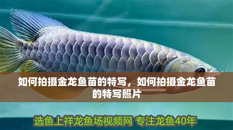 如何拍攝金龍魚苗的特寫，如何拍攝金龍魚苗的特寫照片