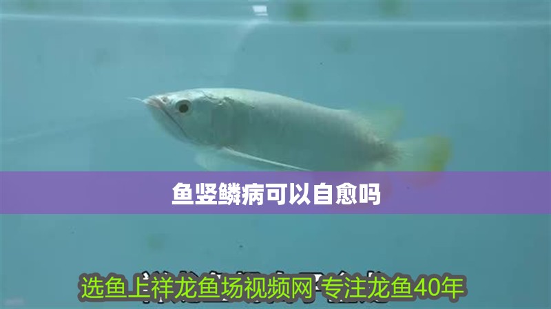 魚豎鱗病可以自愈嗎
