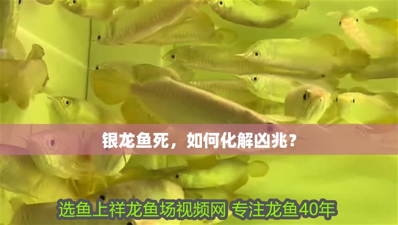 銀龍魚死，如何化解兇兆？