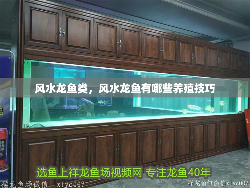 風水龍魚類，風水龍魚有哪些養殖技巧
