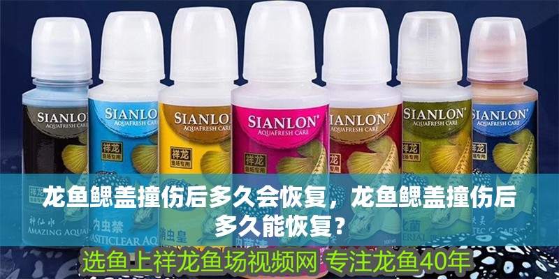 龍魚鰓蓋撞傷后多久會恢復，龍魚鰓蓋撞傷后多久能恢復？