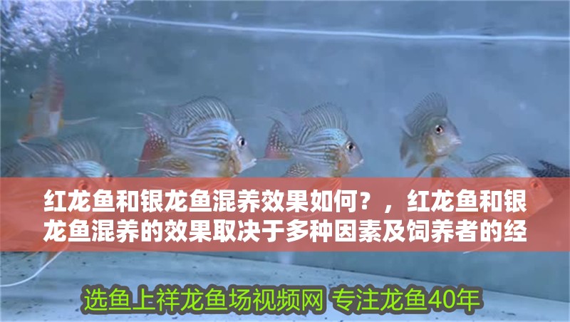 紅龍魚和銀龍魚混養效果如何？，紅龍魚和銀龍魚混養的效果取決于多種因素及飼養者的經驗和知識