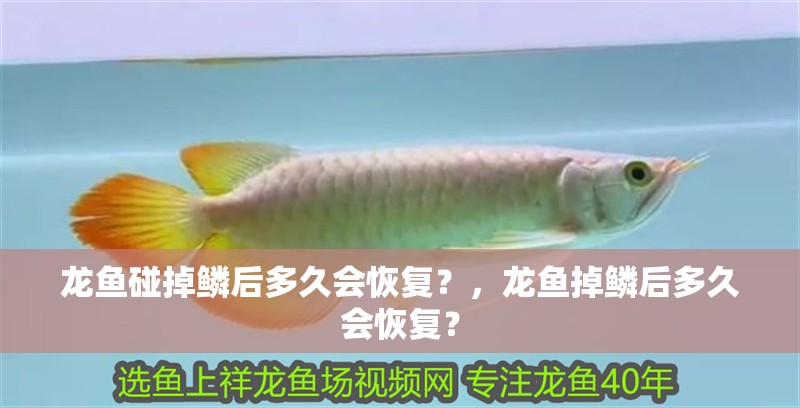 龍魚碰掉鱗后多久會恢復？，龍魚掉鱗后多久會恢復？