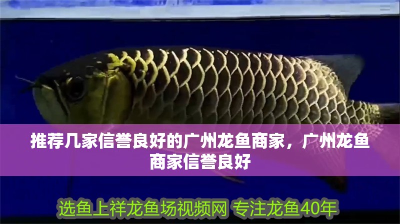 推薦幾家信譽良好的廣州龍魚商家，廣州龍魚商家信譽良好