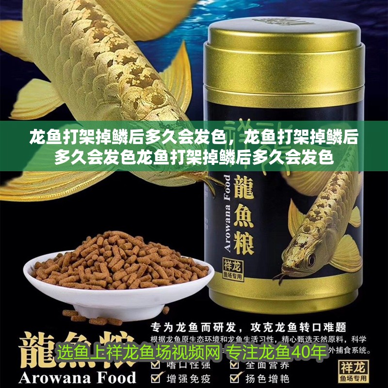 龍魚打架掉鱗后多久會發(fā)色，龍魚打架掉鱗后多久會發(fā)色龍魚打架掉鱗后多久會發(fā)色