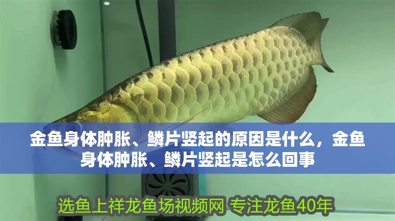 金魚身體腫脹、鱗片豎起的原因是什么，金魚身體腫脹、鱗片豎起是怎么回事