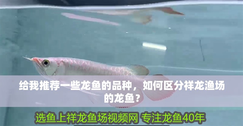 給我推薦一些龍魚(yú)的品種，如何區(qū)分祥龍漁場(chǎng)的龍魚(yú)？
